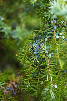 Juniper on the bush. Close up berries in the forest