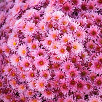 Pink chrysanthemum flowers close up on the bush