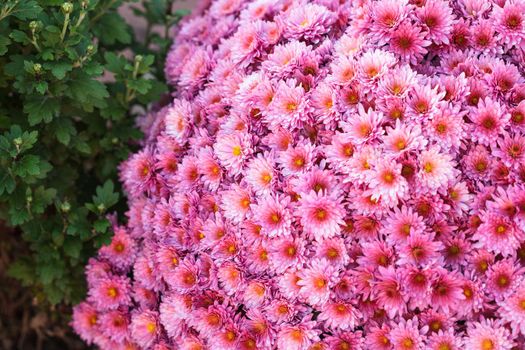 Pink chrysanthemum flowers close up on the bush