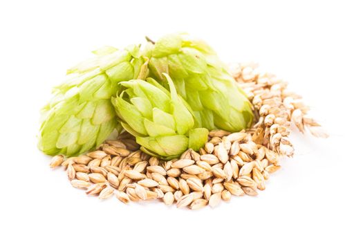 Barley and hops isolated on white background. Beer concept