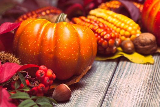 Thanksgiving still life - berries, nuts, corn and pumpkins on a table