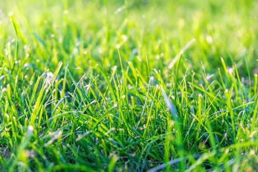 Close up of freshly cutting grass on the green lawn or field with sun beam, soft focus, free space.