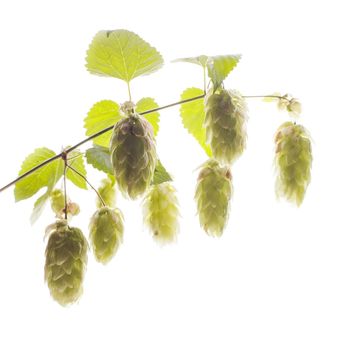 Twig of hops isolated on white background
