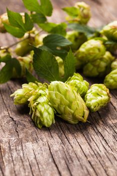 Hops with green leaf on a wooden background