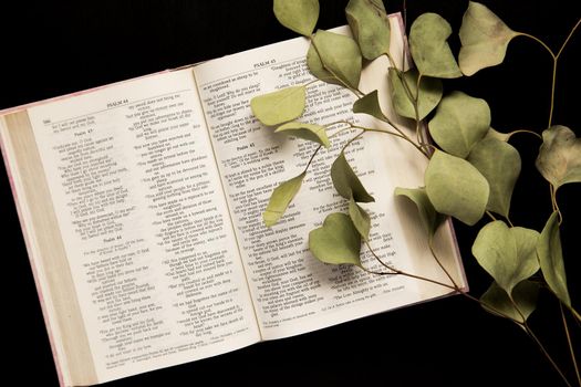 Top view An open Bible with a sprig of leaves on a dark background