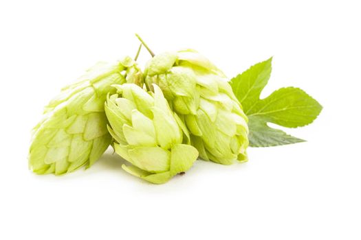 Hops with green leaf isolated on white background