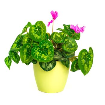 Blossoming plant of cyclamen in flowerpot isolated on white.
