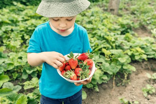 Litlle boy picking ripe strawberries into a plate. Local farming, organic food cultivation