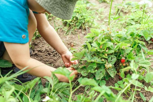 Litlle boy picking home grown strawberries in the garden. Outdoor activities for kids