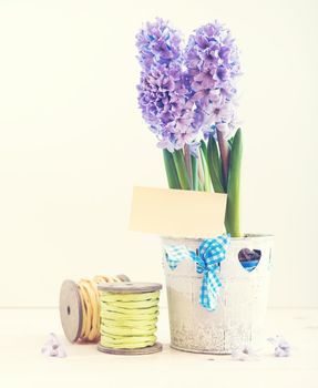 hyacinth growing in a pot on a white background