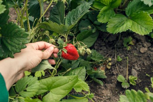 Female hand picking strawberries in the local farm. Locavore agriculture concept