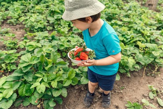 Litlle boy gathering ripe organic strawberries into a plate. Harvesting organic food