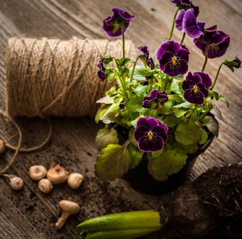 Plants for planting and garden accessories on a wooden table vintage