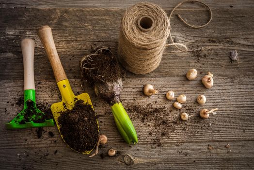 Plants for planting and garden accessories on a wooden table vintage