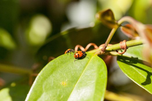 Spotted Convergent lady beetle also called the ladybug Hippodamia convergens on a green leaf