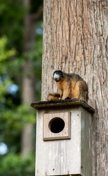 Red fox squirrel Sciurus niger sitting on a birdhouse in Naples, Florida.