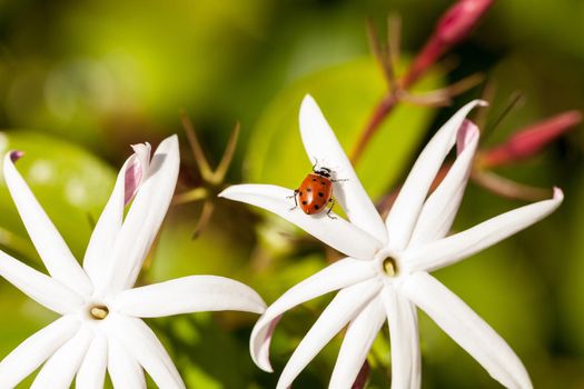 White night jasmine flower with a Convergent lady beetle also called the ladybug Hippodamia convergens