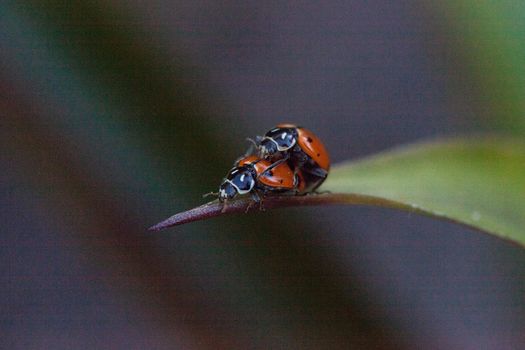 Mating Spotted Convergent lady beetles also called the ladybug Hippodamia convergens on a green leaf