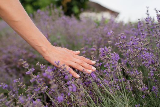 Nature. Woman hand touching lavender flowers on lavender field