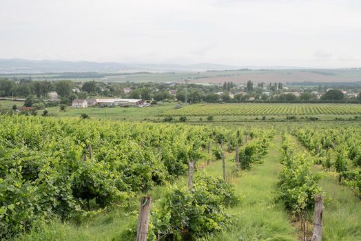 summer green vineyard in cloudy day