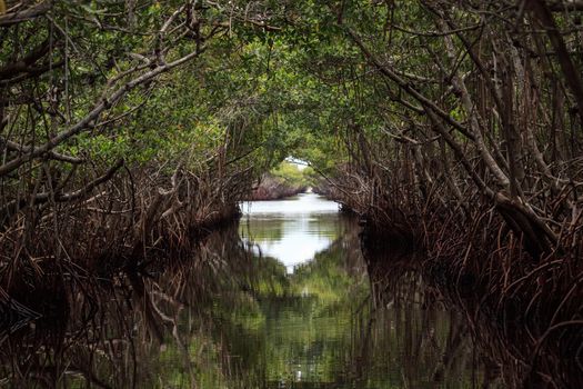 Riverway through mangrove trees in the swamp of the everglades in Everglade City, Florida.