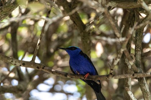 Red legged honeycreeper Cyanerpes cyaneus on a tree branch in Peru.