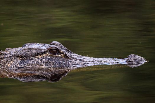 American alligator Alligator mississippien submerged in a swamp in the Everglades of Florida.