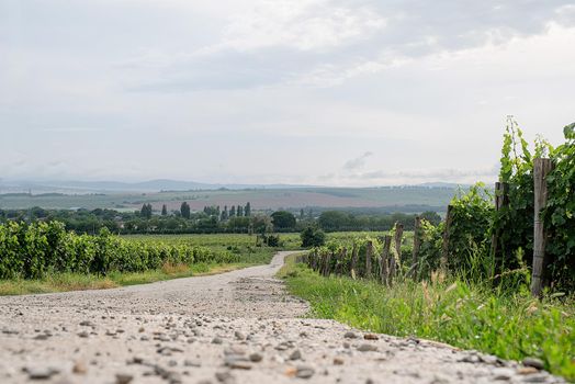 summer green vineyard in cloudy day