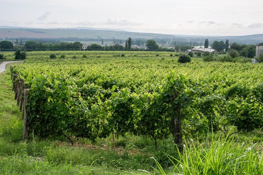 summer green vineyard in cloudy day