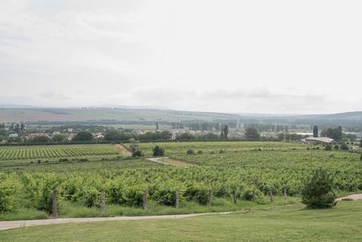 summer green vineyard in cloudy day