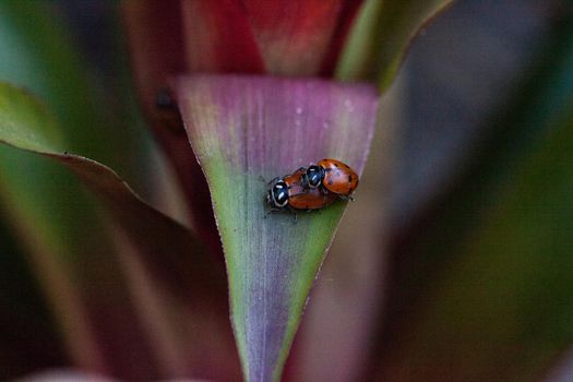 Mating Spotted Convergent lady beetles also called the ladybug Hippodamia convergens on a green leaf