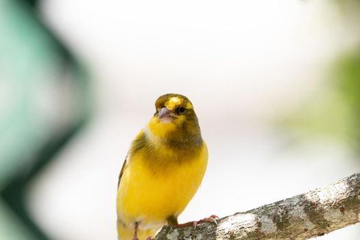 Bright yellow male Atlantic Canary bird Serinus canaria is found on the Canary Islands.