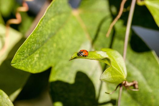 Spotted Convergent lady beetle also called the ladybug Hippodamia convergens on a green leaf