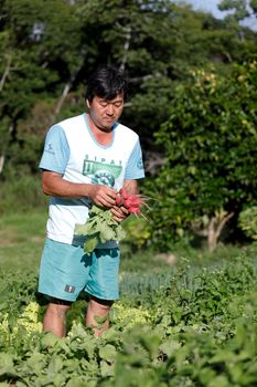 mata de sao joao, bahia, brazil - july 23, 2018: Person of Japanese descent working a farm in the city of Mata de Sao Joao.