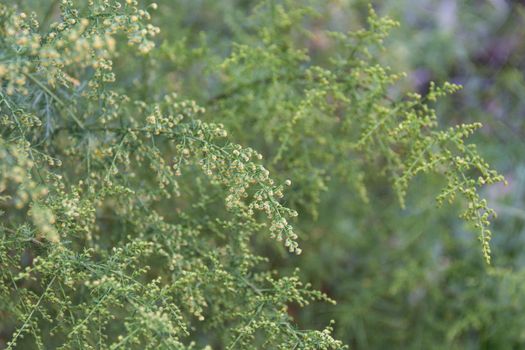 Detail of the branch of artemisia annua in bloom. Medicinal plant that grows wild in the mountains