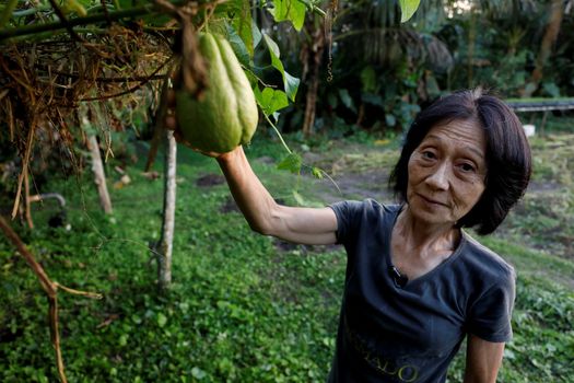 mata de sao joao, bahia, brazil - july 23, 2018: Person of Japanese descent working a farm in the city of Mata de Sao Joao.