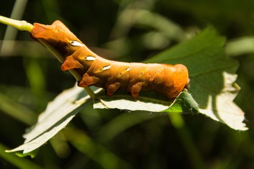 Eumorpha pandorus or sphinx moth caterpillar eating on the leaf, in spring