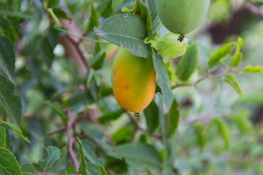 ripe orange fruits of passion fruit or passiflora on wild plant