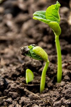 Close-up detail of seeds germinating in spring and autumn. Germination concept