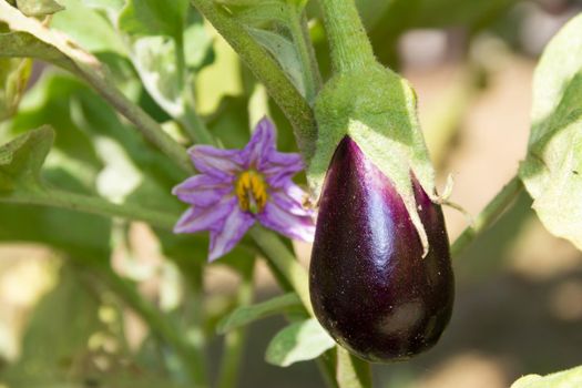 flowers and fruits of violet aubergines in the organic garden plant