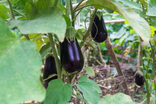 flowers and fruits of violet aubergines in the organic garden plant