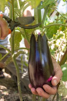 woman's hand cutting ripe eggplant from the plant on the