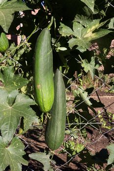 immature luffa fruits to eat in the garden fence
