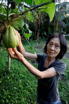 mata de sao joao, bahia, brazil - july 23, 2018: Person of Japanese descent working a farm in the city of Mata de Sao Joao.