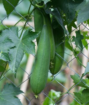 immature luffa fruits to eat in the garden fence