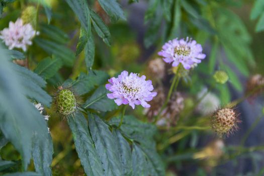 lilac Scabiosa columbaria flowers in the garden in spring