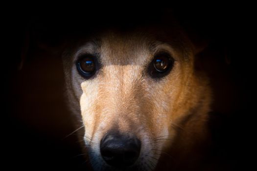 portrait of a stray dog that suffers animal abuse in the streets