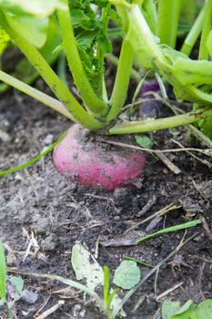 a hand grown radish from the organic garden