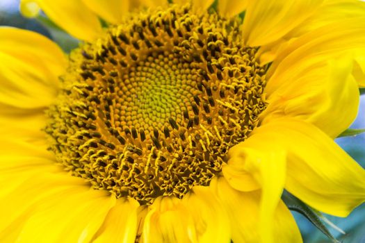sunflower flower cultivated in the organic family garden