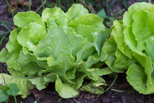 lettuce plants in the organic garden in summer, called Lactuca sativa